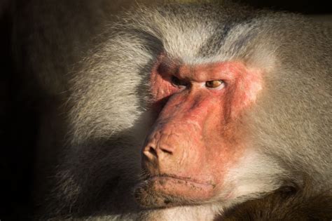 Free photo "Angry baboon"