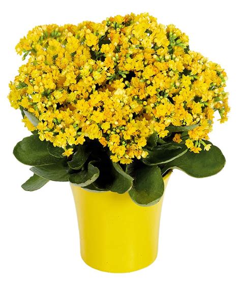 Yellow Kalanchoe Plant - itsflowers.com