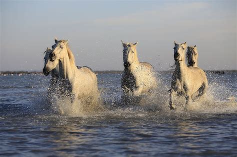 Royalty-Free photo: Herd of horse running in water during daytime | PickPik