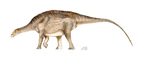 Brachytrachelopan mesai, from Jurassic Argentina, has the distinction for being the only known ...