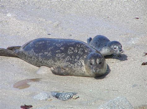 Harbor Seal Monitoring in the San Francisco Bay Area (U.S. National Park Service)