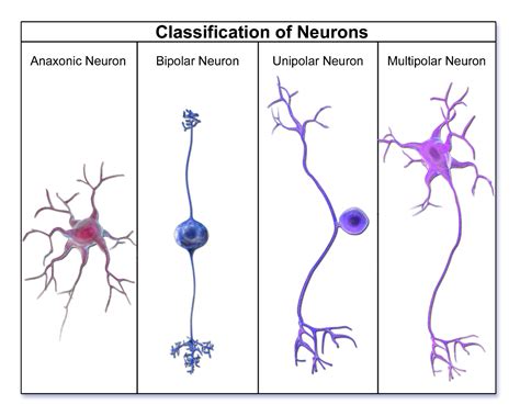 Types Of Neurons