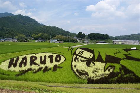 Japanese Town Transforms Rice Paddy Fields Into Gigantic Works Of Art | Viralscape