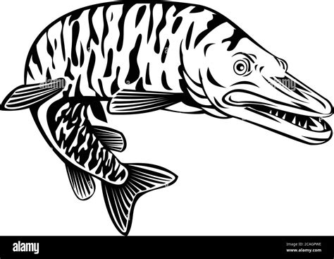 Muskie pike Black and White Stock Photos & Images - Alamy