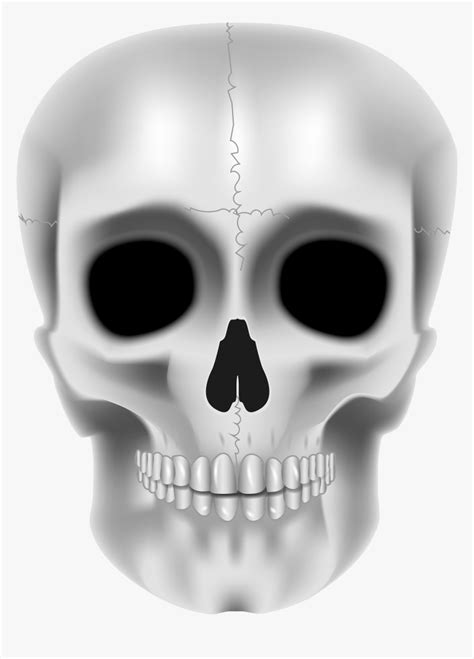 Transparent Realistic Skull Clipart - Skeleton Face Png, Png Download - kindpng