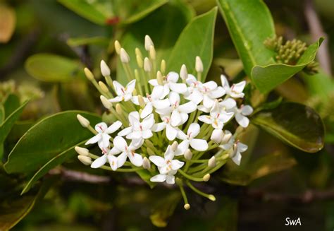 Tropical Biodiversity - Santarém - Pará - Brasil: Ixora white