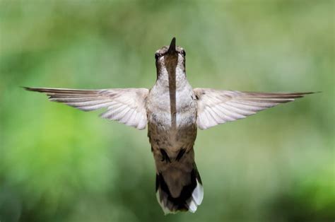 Black-Chinned Hummingbird Hovering in Flight Deep in the Forest Stock ...