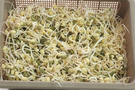 3 Ways to Grow Bean Sprouts Indoors - wikiHow