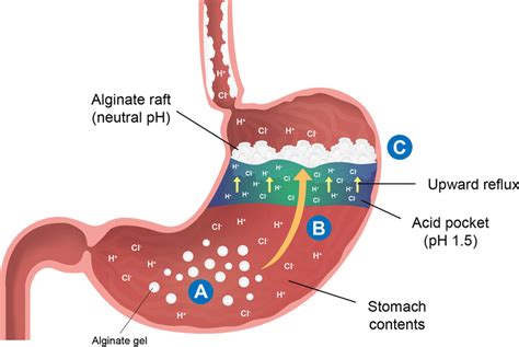 Stomach Acid Diagram