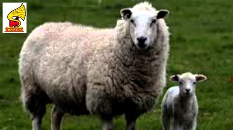 Sheep sound = Animal Sound for Children - YouTube