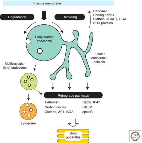 Retromer: A Master Conductor of Endosome Sorting