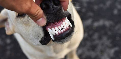 What Does Gingivitis Look Like In Dogs