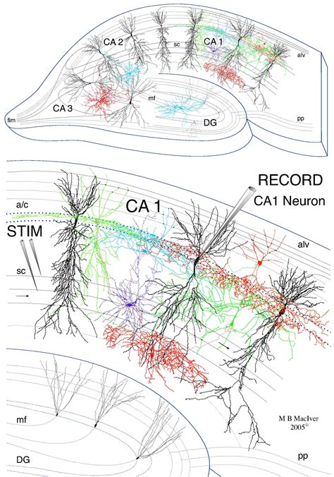 Integral Options Cafe: Modulation of Adult Hippocampal Neurogenesis by Early-Life Environmental ...