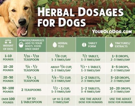 A Guide to Safely Using Herbs for Dogs - Includes Dosage | Holistic dog ...