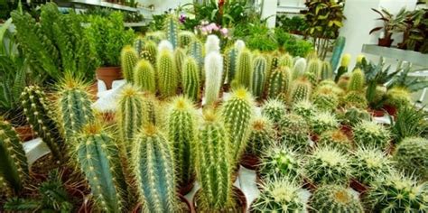 How to Grow Cactus From Seed [Harvesting, Planting & Potting] - Grow ...