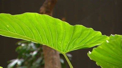 Fruits of the Rainforest - Gardening Australia