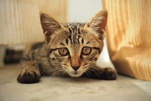 Bengal Cat Behavior Problems – Tips And Solutions – FAQcats.com