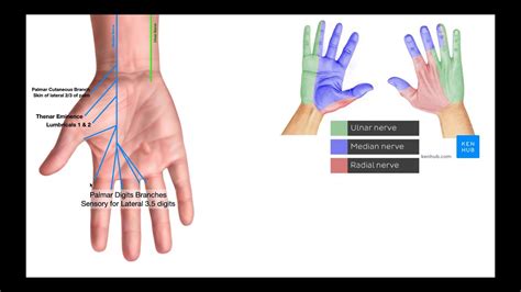 Branches of the Ulnar & Median Nerves [in Hand] - YouTube