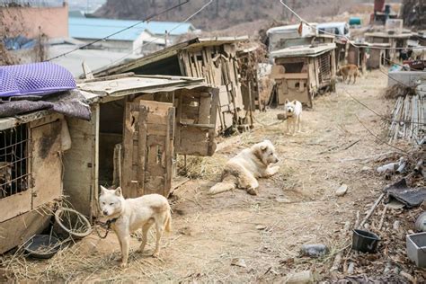 18 puppies rescued from South Korean meat farm arrive safely in Toronto | News