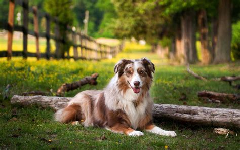 animals, Dog, Australian Shepherd, Nature, Trees, Depth Of Field, Grass ...