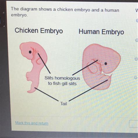 The diagram shows a chicken embryo and a human embryo. Which is best supported by the diagram A ...