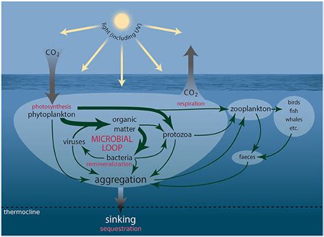 Frontiers | Southern Ocean Phytoplankton in a Changing Climate | Marine Science