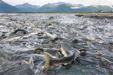 Spawning salmon stock image. Image of closeup, unusual - 255241569