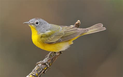 Nashville Warbler | Audubon Field Guide