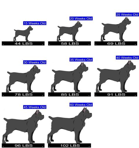 Cane Corso Growth Chart. Cane Corso Weight Calculator.