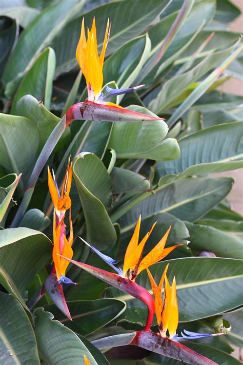 Orange Bird Of Paradise Blooms Free Stock Photo - Public Domain Pictures