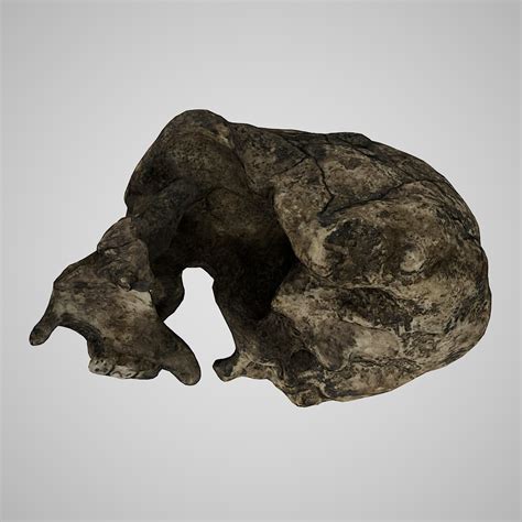 3D human skulls homo erectus - TurboSquid 1329782