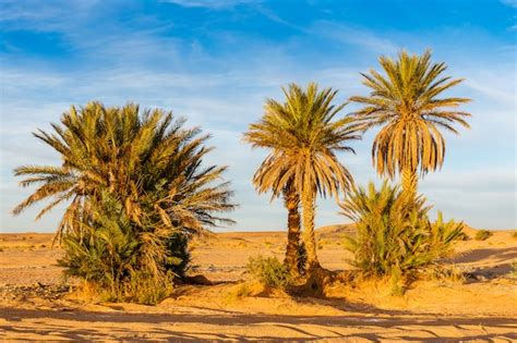 Premium Photo | Palm tree in sahara desert