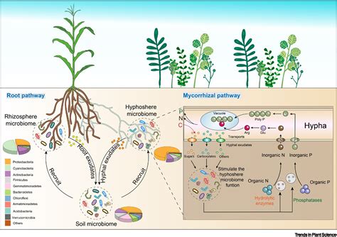 Arbuscular mycorrhizal fungi conducting the hyphosphere bacterial orchestra: Trends in Plant Science