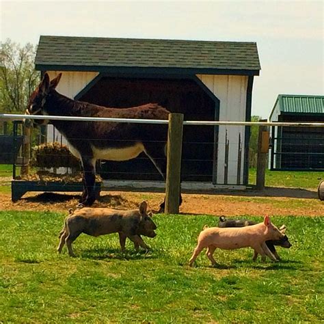 5 Reasons Green Meadows Petting Farm Is The Perfect Place For Easter Fun!