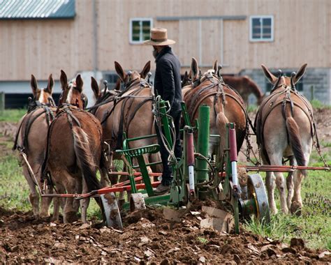 This Amish paradise goes beyond organic farming | Grist