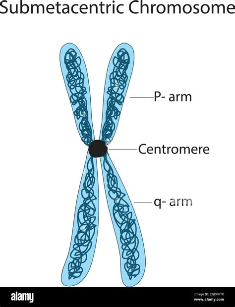 Chromosome length Stock Vector Images - Alamy