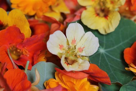 Nasturtium flower salad – Simply Sentient