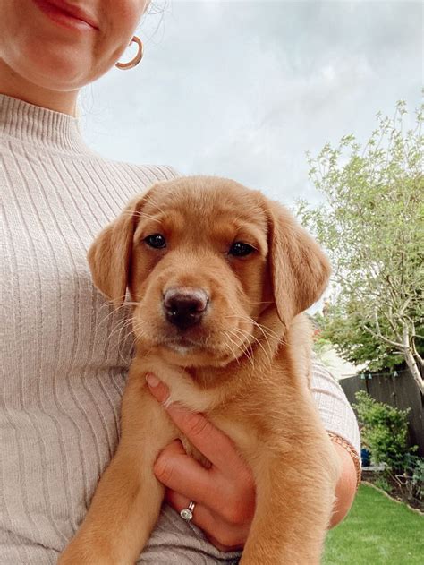 WE GOT A PUPPY // MEET OUR 8 WEEK OLD GOLDEN FOX RED LABRADOR in 2020 | Golden labrador puppies ...