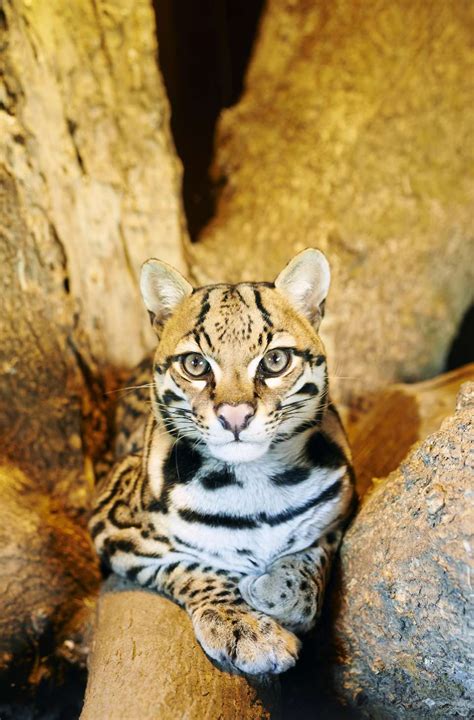 Ocelot - Endangered Big Cats Profile