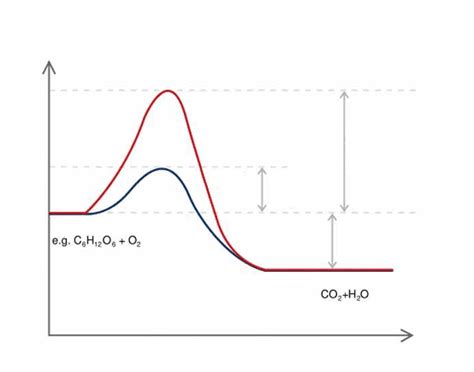 Catalytic Reaction Diagram Quiz