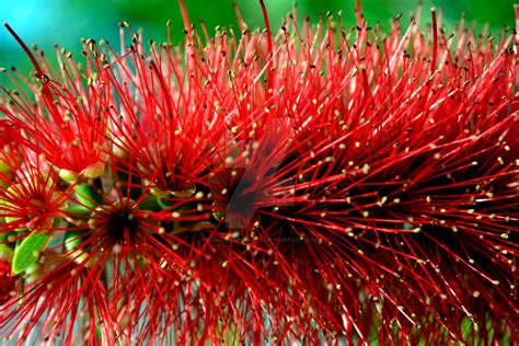 Bottle Brush Flower by danobrianphoto on DeviantArt