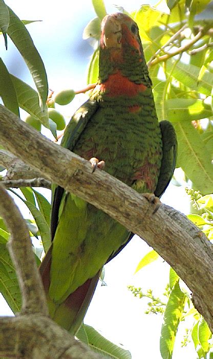 Cuban Parrot - BirdForum Opus | BirdForum