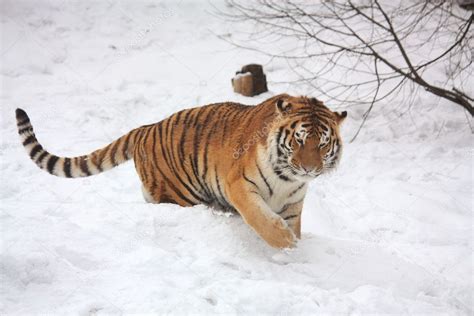 Beautiful tiger walking in snow — Stock Photo © virgonira #5365366