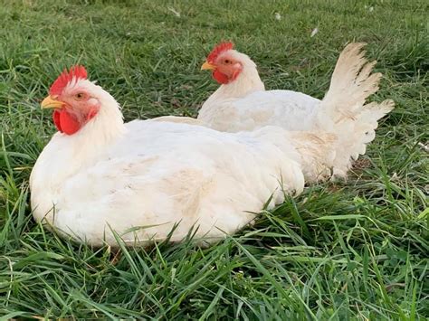 Alaska Grown Broilers Cornish Cross - Adult-finished, ready to process – Polaris Hatchery