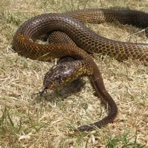 Cape Cobra - Facts, Diet, Habitat & Pictures on Animalia.bio