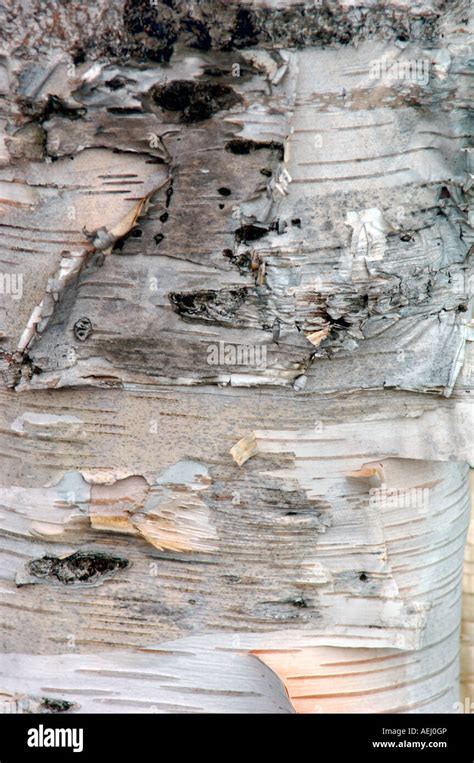 Silver Birch Tree Bark Stock Photo - Alamy