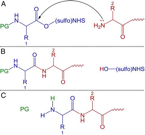 Peptide Bond Formation Mechanism