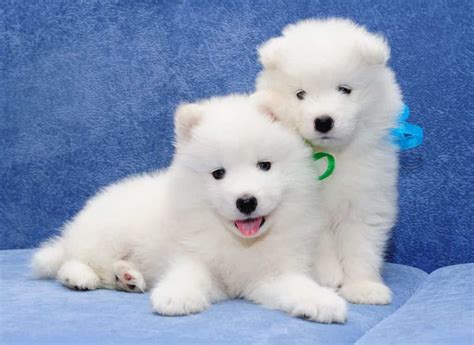 Bán Chó Samoyed Thuần Chủng - Bảo Hành Toàn Diện 365 Ngày