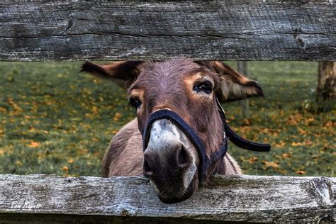 Download Animal Donkey 4k Ultra HD Wallpaper