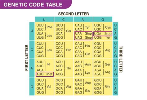 Dna Code Chart